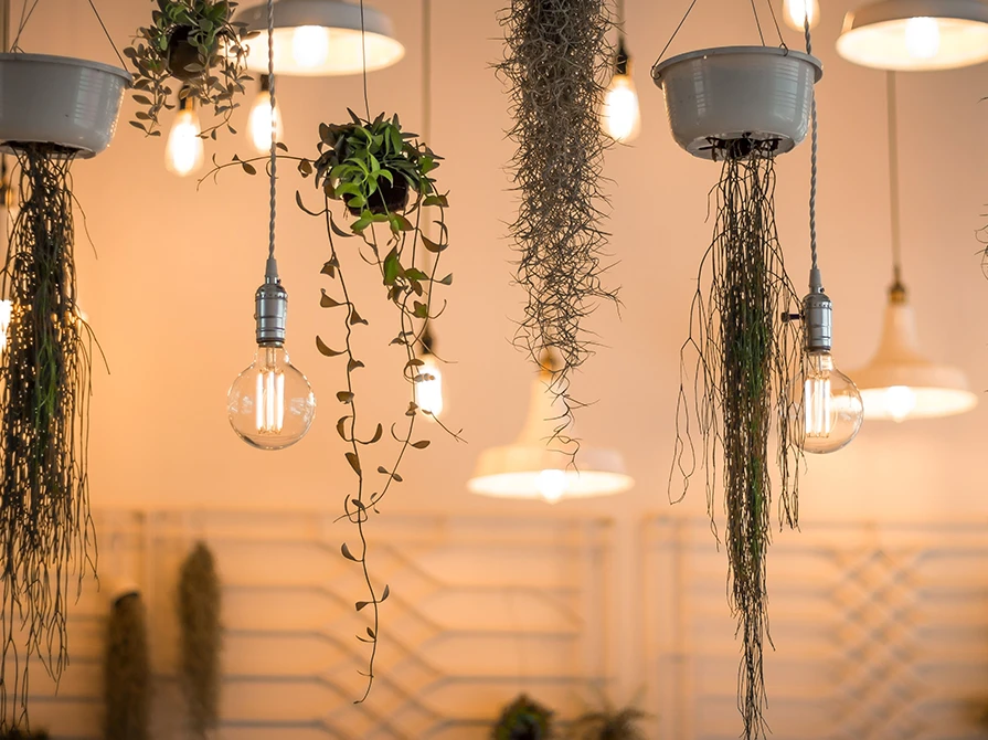 why-is-biophilic-lighting-better-than-other-lighting-options